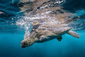 Taronga Centenary Ambassador